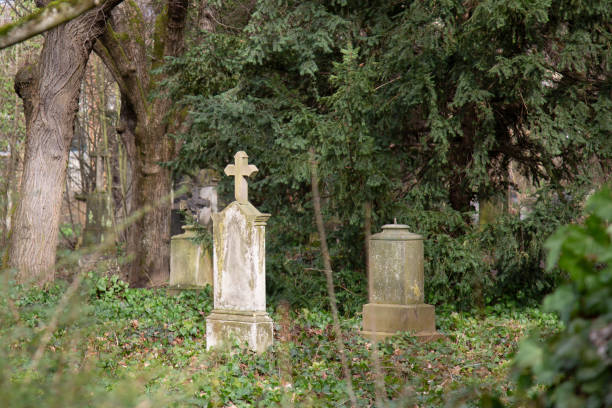 istock gravestones on a former cemetery with old trees in the background 1208667762