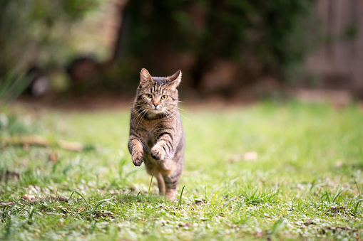 tabby cat looking running towards camera on grass in garden
