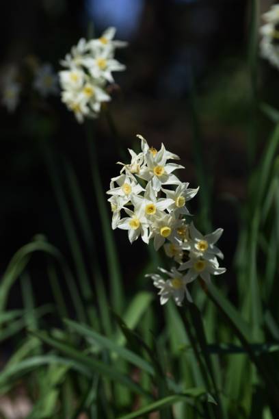 istock Narcissus flowers 1208669402