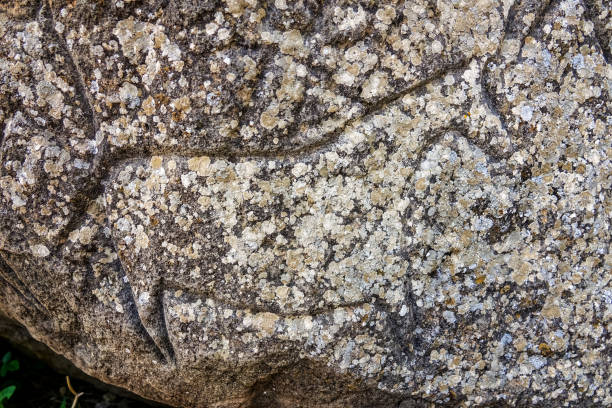 Petroglyph or rock art depicting a horse in Gobustan National Park, which preserves ancient petroglyphs, near Baku Azerbaijan.