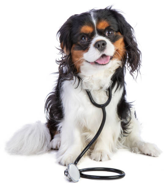 istock Cavalier king Charles spaniel sitting with stethoscope 1208670006