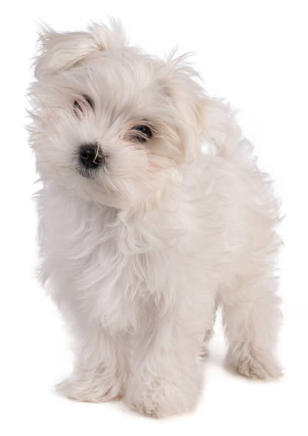Maltese bichon puppy standing Maltese bichon puppy standing on white background maltese dog stock pictures, royalty-free photos & images
