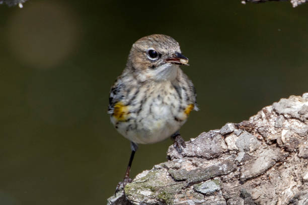 istock Male Yellow Rumped Warbler 1208670143
