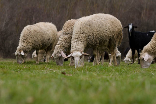 grupo de ovejas y corderos pastando en un prado con hierba verde. fondo natural. - sheeps through time fotografías e imágenes de stock