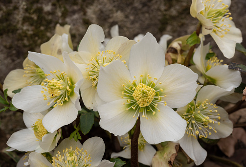 helleborus white flowers close up