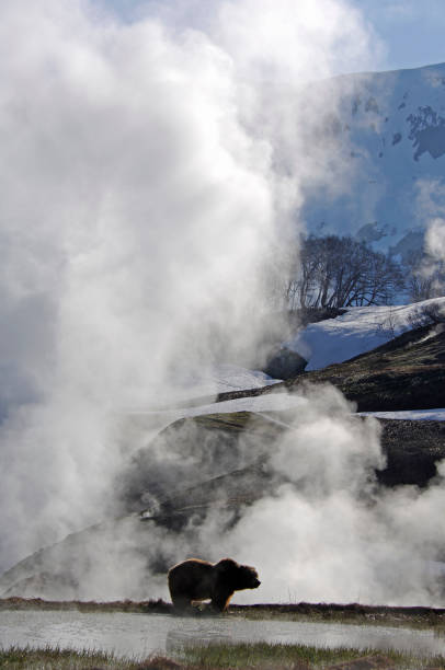 istock fascinating nature of Kamchatka 1208671357