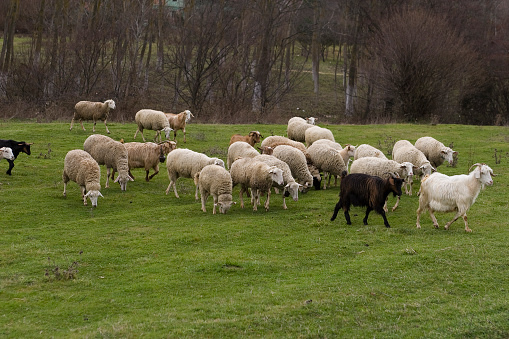 Group of sheep