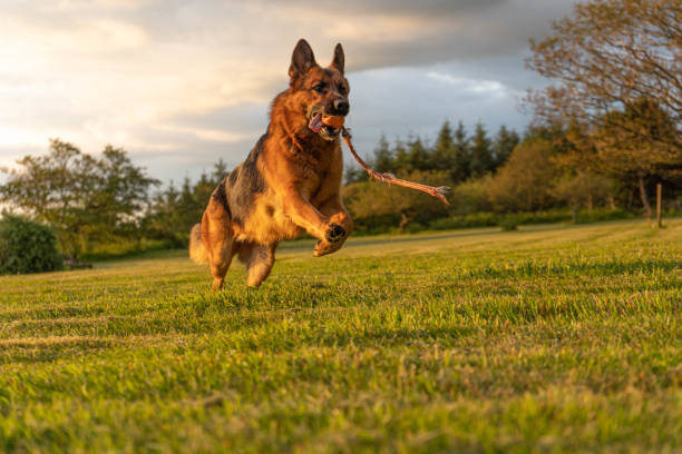 german shepherd dog - black and red