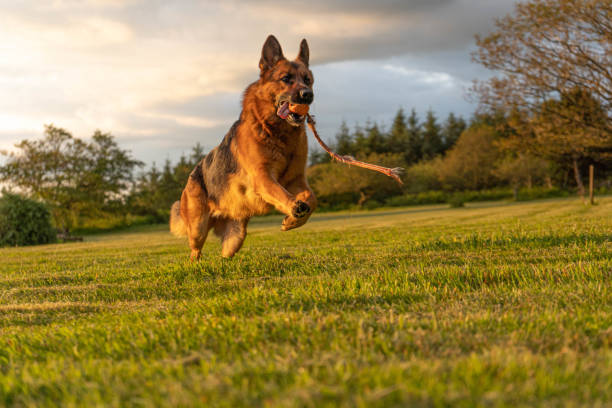 german shepherd dog in action stock photo
