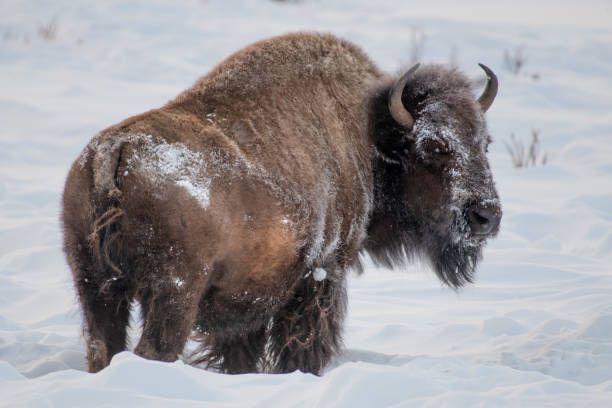istock looking back at camera, Bison moving through in Yellowstone covered with snow in winter 1208671620