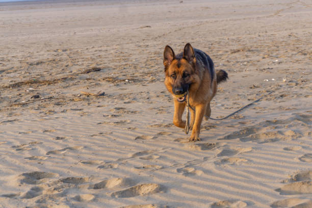 istock german shepherd dog in action on beach 1208671636