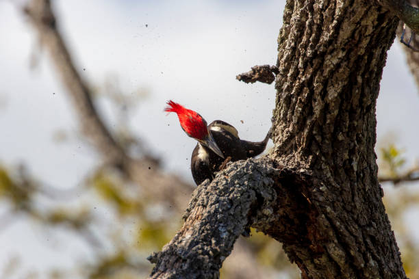 dzięcioł kumulowany - pileated woodpecker animal beak bird zdjęcia i obrazy z banku zdjęć