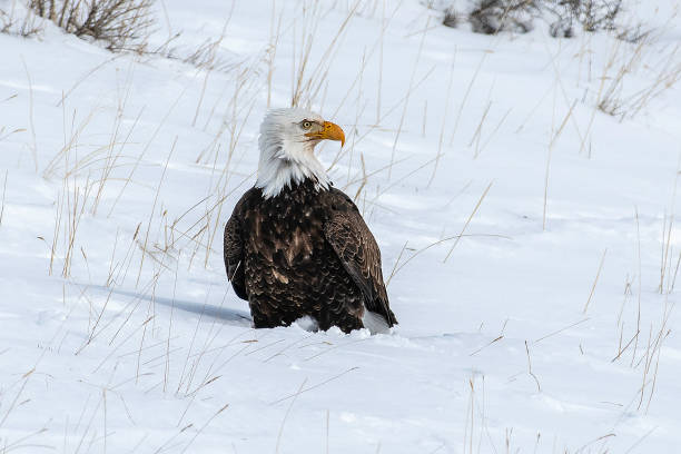 istock Bald Eagle sitting in the snow looking to the side 1208672394