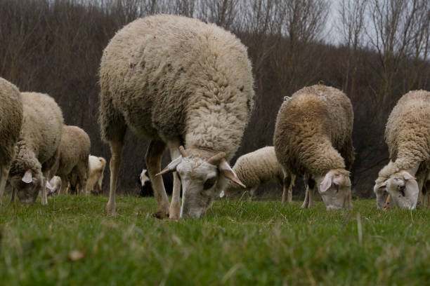 istock Sheeps group and lambs grazing on a meadow with green grass. Natural background. 1208672710