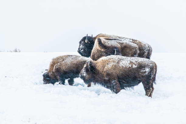 istock Bison herd walking in circle and standing on Yellowstone hilltop covered with snow 1208672844