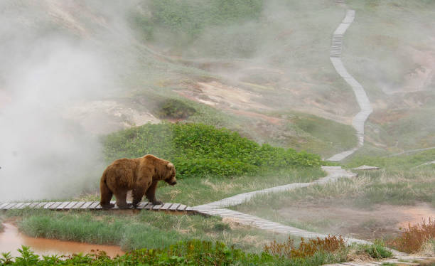 istock brown bears in Kamchatka 1208673118