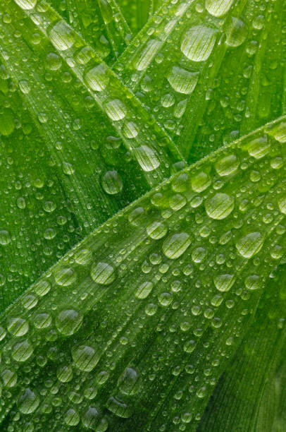 istock dew on grass leaves close up 1208673185