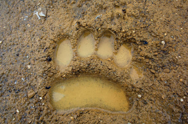 istock the trail of the brown bear 1208673726
