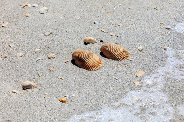 istock Two heart cockels  lie on the beach in the sand 1208674016