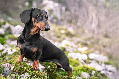 adorable portrait of amazing healthy and happy dachshund dogs, black and tan, standing on a stone cliff covered with moss in the forest