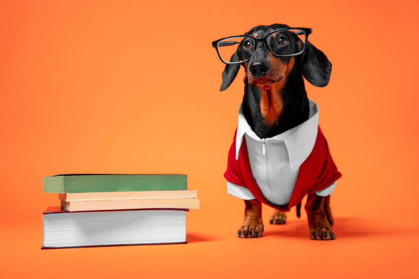 lustige schwarze und tan dackel in rot-weißen offiziellen kostüm professor und brille gekleidet, stehen in der nähe des stapels von büchern auf einem orangen hintergrund. lern-, lehr- oder erziehungskonzept, zurück zur schule. kopierraum - dog graduation hat school stock-fotos und bilder