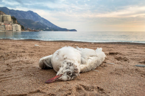 観光ホテルの近くの青い海に対して砂浜に横たわっている死んだカモメ。環境災害や野生動物。 - beach body ストックフォトと画像