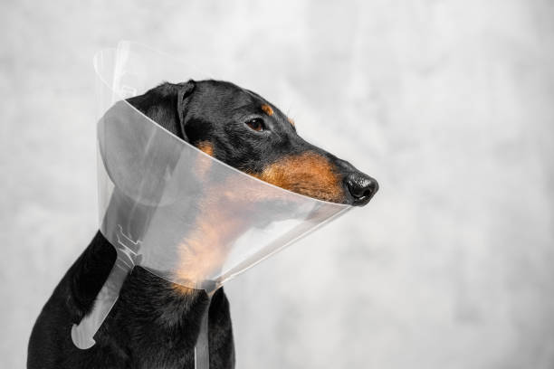 istock Profile portrait of black and tan dachshund in protective Elizabethan veterinarian collar around its neck, from transparent plastic, used after surgery or injury. Indoors, grey background. 1208677708