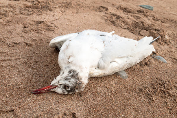 istock Dead seagull on lying on a sandy beach. Environmental disasters and wildlife. 1208680957