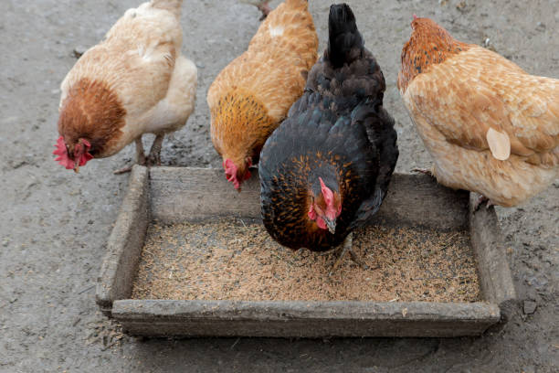 istock A group of free range chickens eating outside on a farm 1208682020
