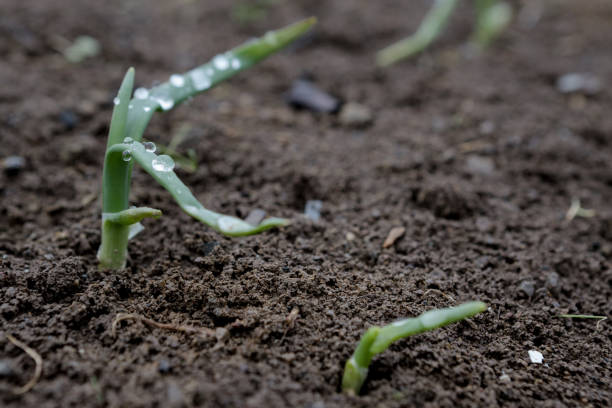 istock Onion,Onion and green background,Onion in a pot, Dew on onion 1208682031