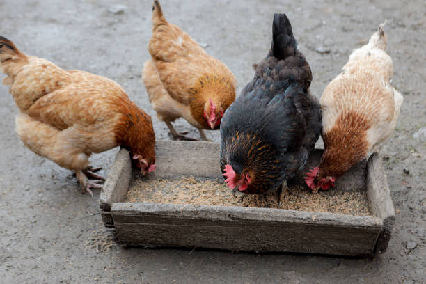 istock A group of free range chickens eating outside on a farm 1208682067