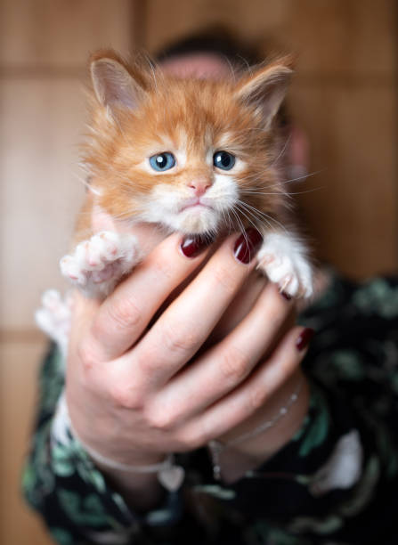 istock Maine Coon Kitten in Hand 1208682308