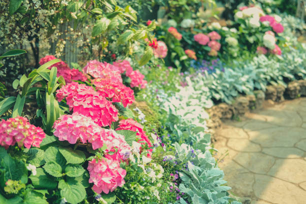 istock blooming pink hydrangea growing in flower garden 1208683766
