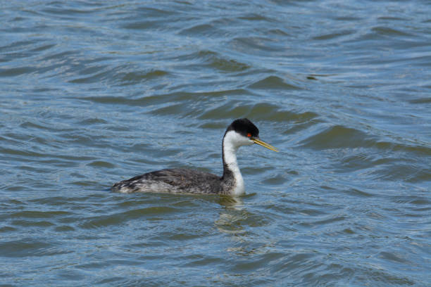 istock Western grebe bird swimming in lake 1208686259