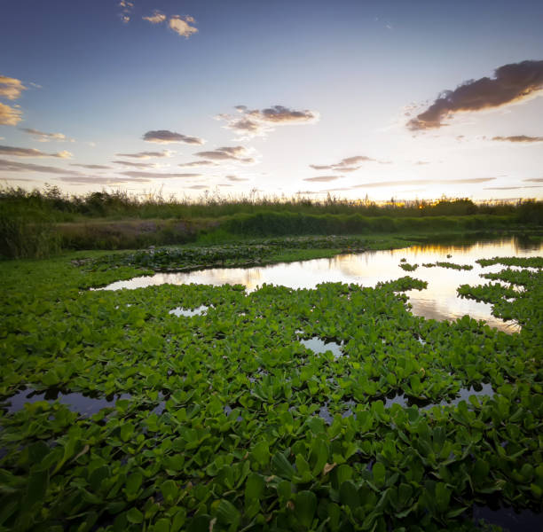 istock Sunrise over pond with green lilies 1208686272