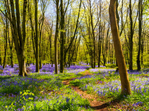 istock Sunlight shines through trees in bluebell woods 1208686386