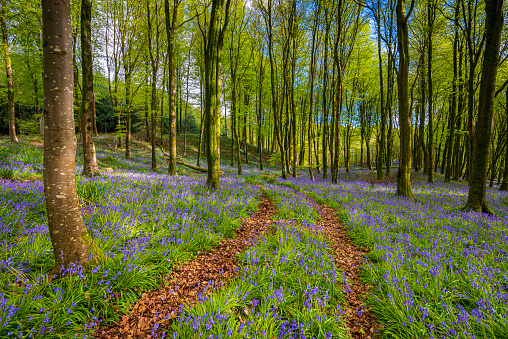 Beautiful bluebells flowers forest near Guildford Surrey England Europe
