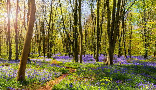 istock Sunlight shines through trees in bluebell woods 1208686439