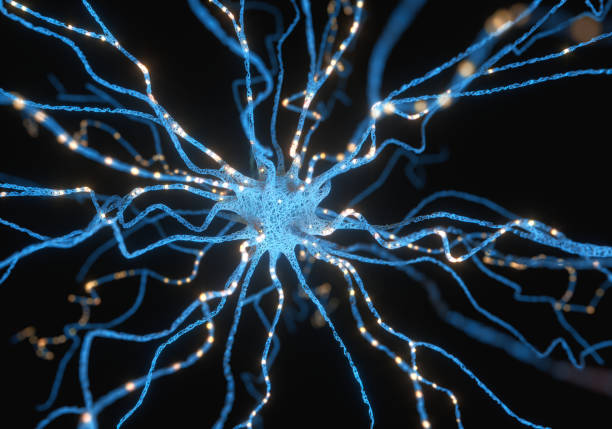 neuron sensoryczny axon impuls elektryczny - neurotransmission zdjęcia i obrazy z banku zdjęć