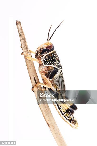 Langosta Del Desierto Pupa Foto de stock y más banco de imágenes de Ala de animal