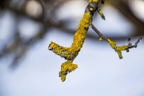 lichen sur un plan rapproché de branche d’arbre. - branch dry defocused close up photos et images de collection