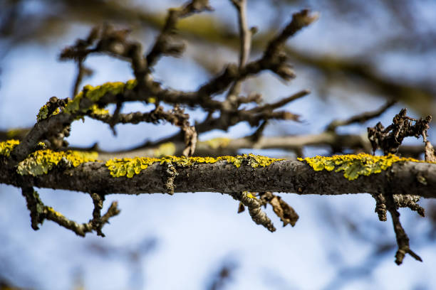 lichen sur un plan rapproché de branche d’arbre. - branch dry defocused close up photos et images de collection