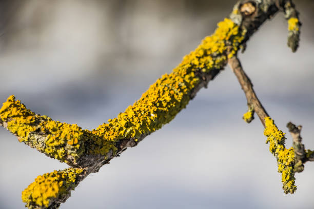 lichen sur un plan rapproché de branche d’arbre. - branch dry defocused close up photos et images de collection