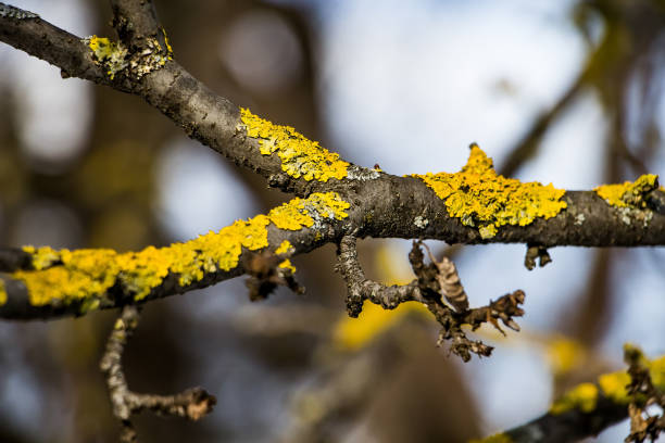 lichen sur un plan rapproché de branche d’arbre. - branch dry defocused close up photos et images de collection