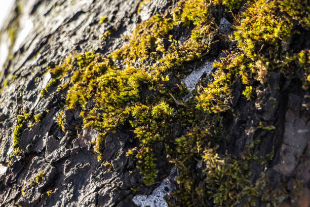 lichen sur un plan rapproché de branche d’arbre. - branch dry defocused close up photos et images de collection