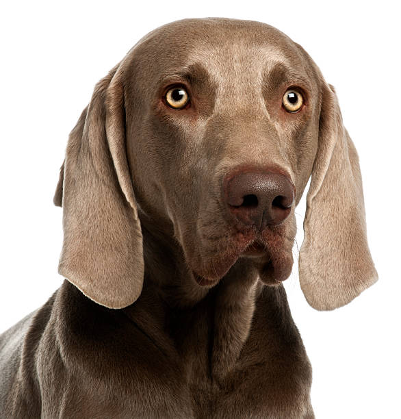 istock Close-up of a Weimaraner, three years old, white background. 120868927
