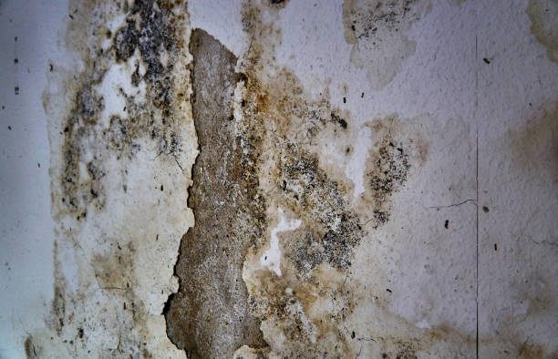 istock Mold wall in an apartment with different types of mold. Close-up. 1208689690