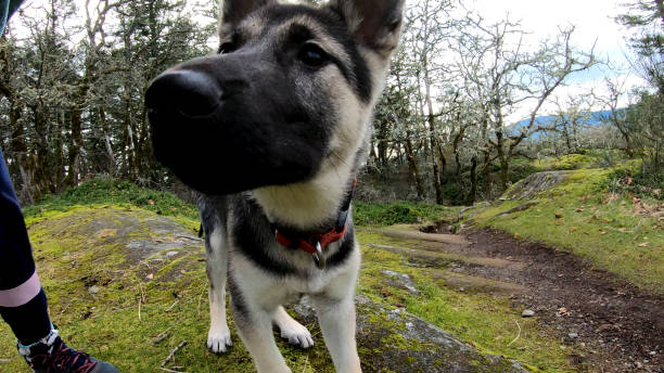 istock Three month old husky-shepherd puppy in nature 1208690348