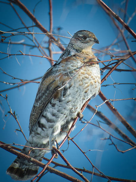 istock Ruffed grouse, Bonasa umbellus 1208693897