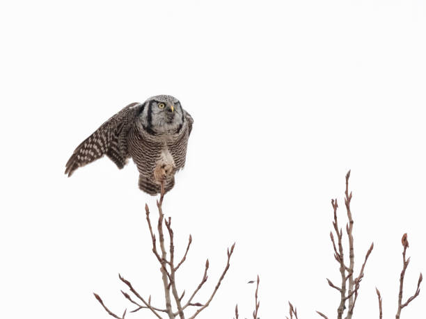 istock northern hawk owl 1208694746